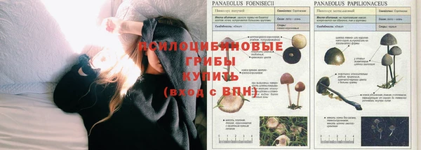 ПСИЛОЦИБИНОВЫЕ ГРИБЫ Елизово